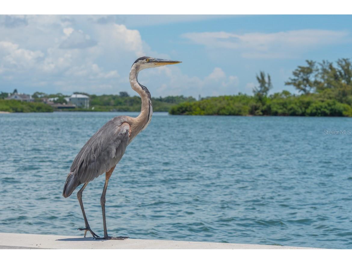 5811 Cavano Drive Sarasota FL 34231 R4911277 image60
