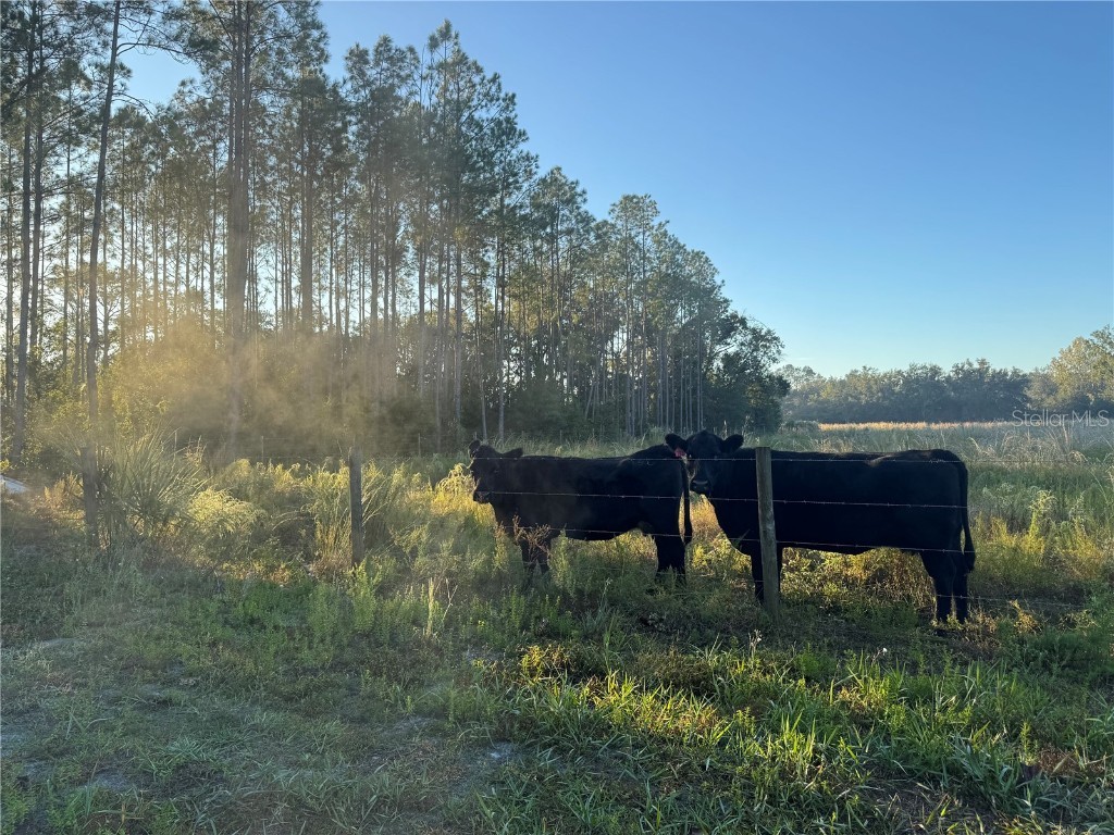 5812 N Dormany Road Plant City FL 33565 TB8417634 image27