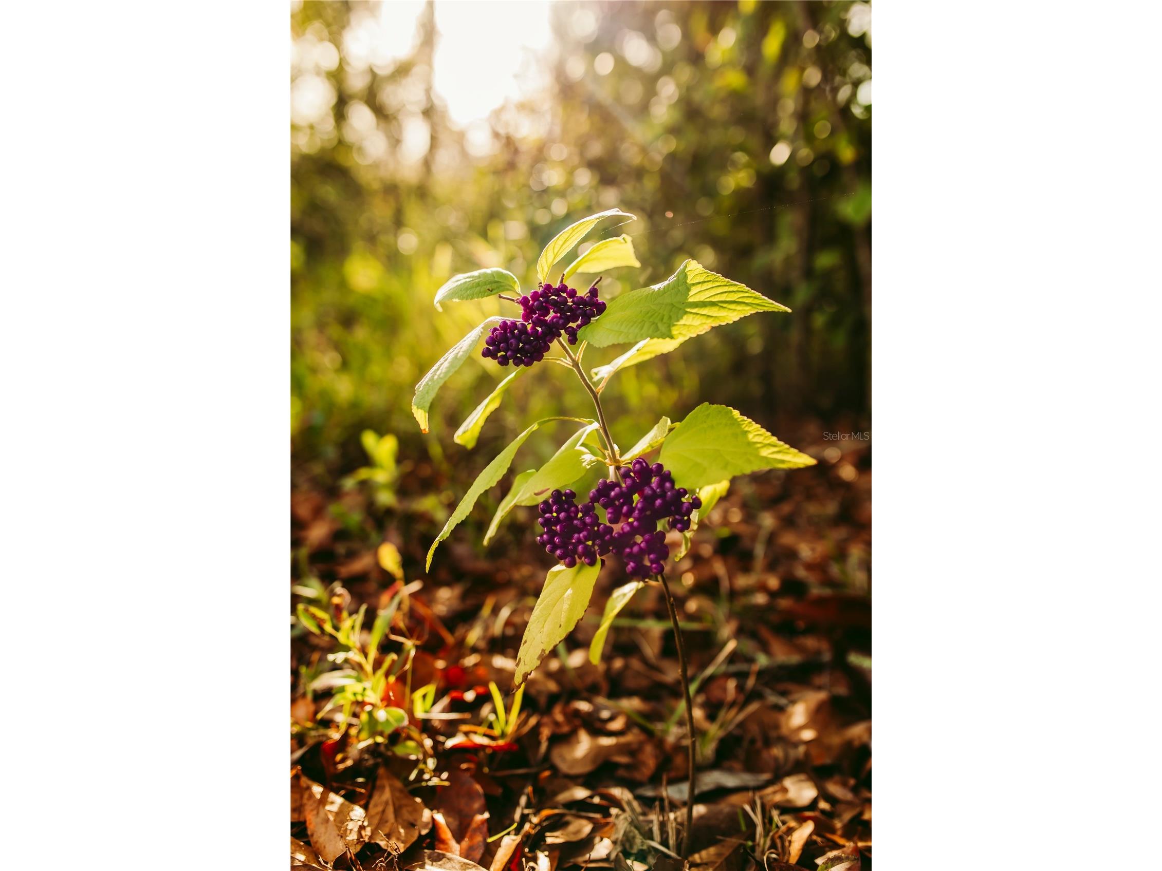 5812 N Dormany Road Plant City FL 33565 TB8462727 image2