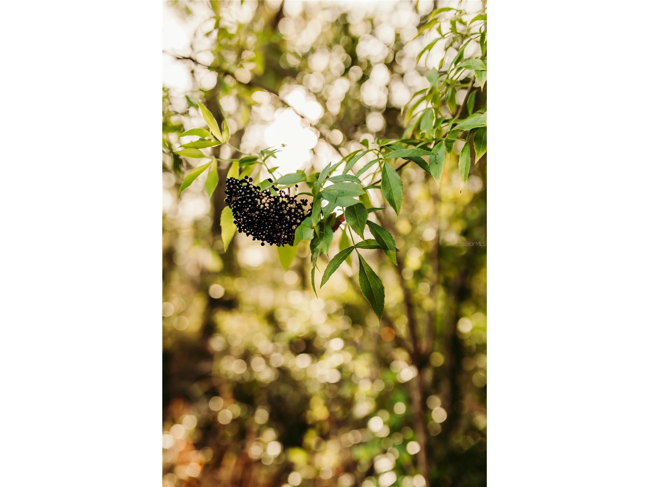 5812 N Dormany Road Plant City FL 33565 TB8462727 image7