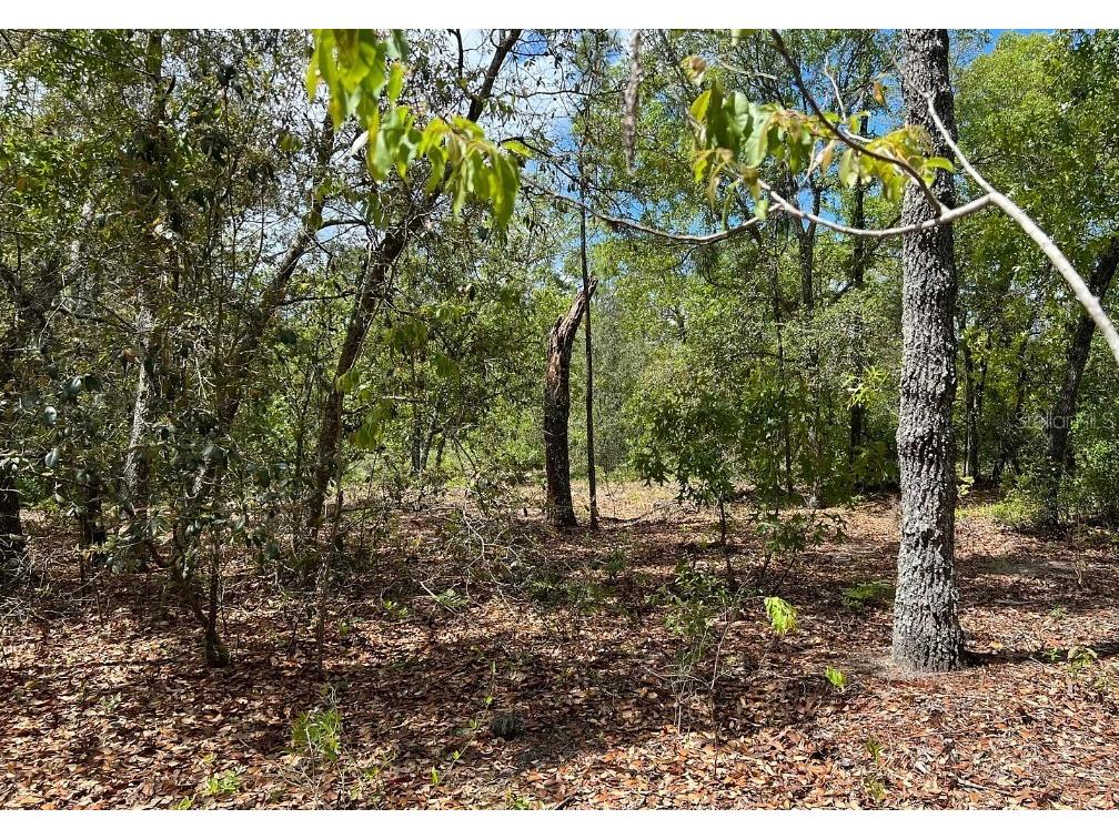 0000 Lady Bug Lane Melrose FL 32666 A4698672 image3