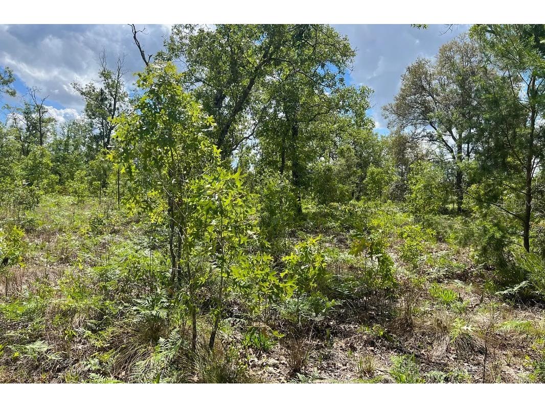 0000 Lady Bug Lane Melrose FL 32666 A4698672 image9