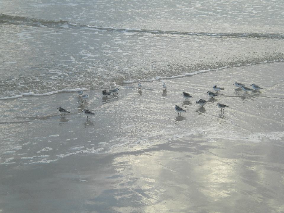 585 Corbin Park Road New Smyrna Beach FL 32168 NS1085079 image69