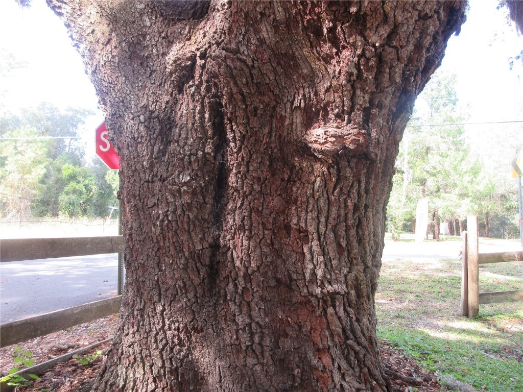 5901 S Highway 314a Ocklawaha FL 32179 OM713382 image10