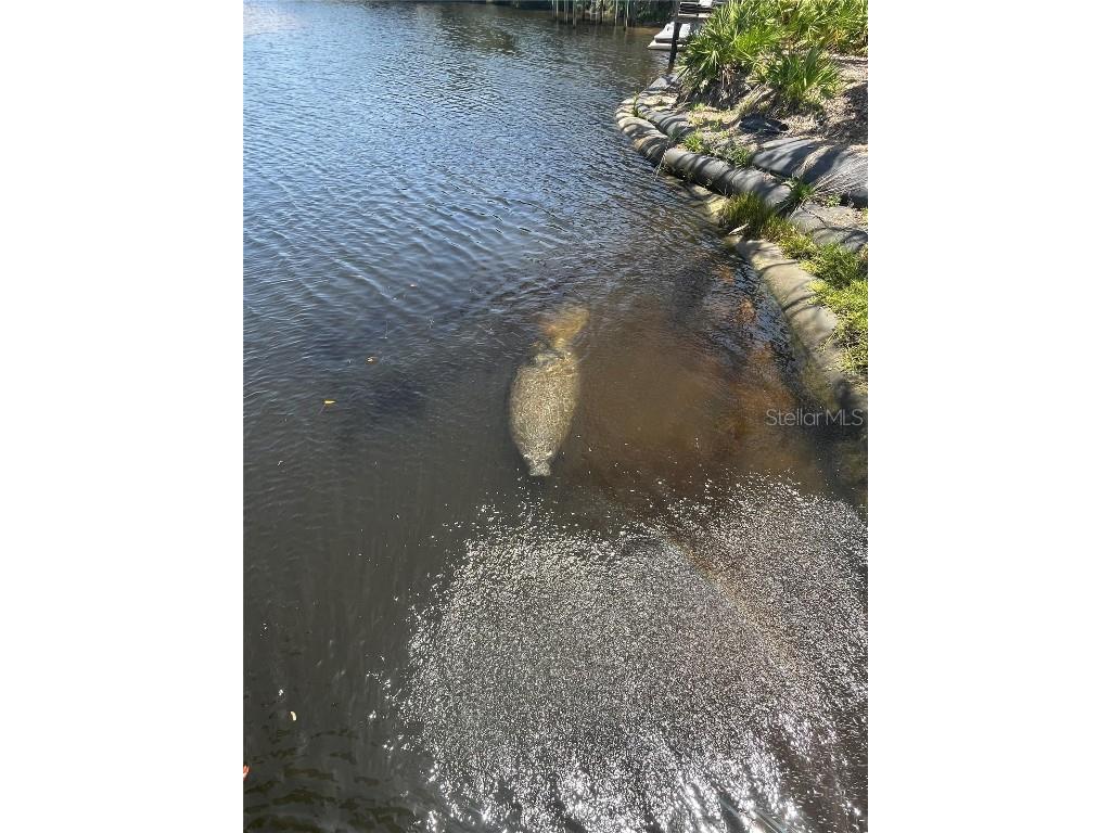 5903 Cachette De Riviera Court New Port Richey FL 34655 W7876818 image36