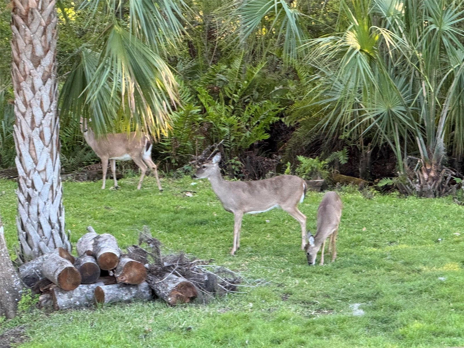 5904 Springrun Court Holiday FL 34690 W7886188 image31
