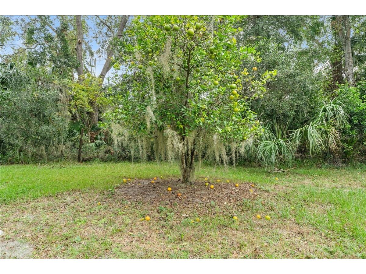 5906 John Anderson Highway Flagler Beach FL 32136 V4939815 image33