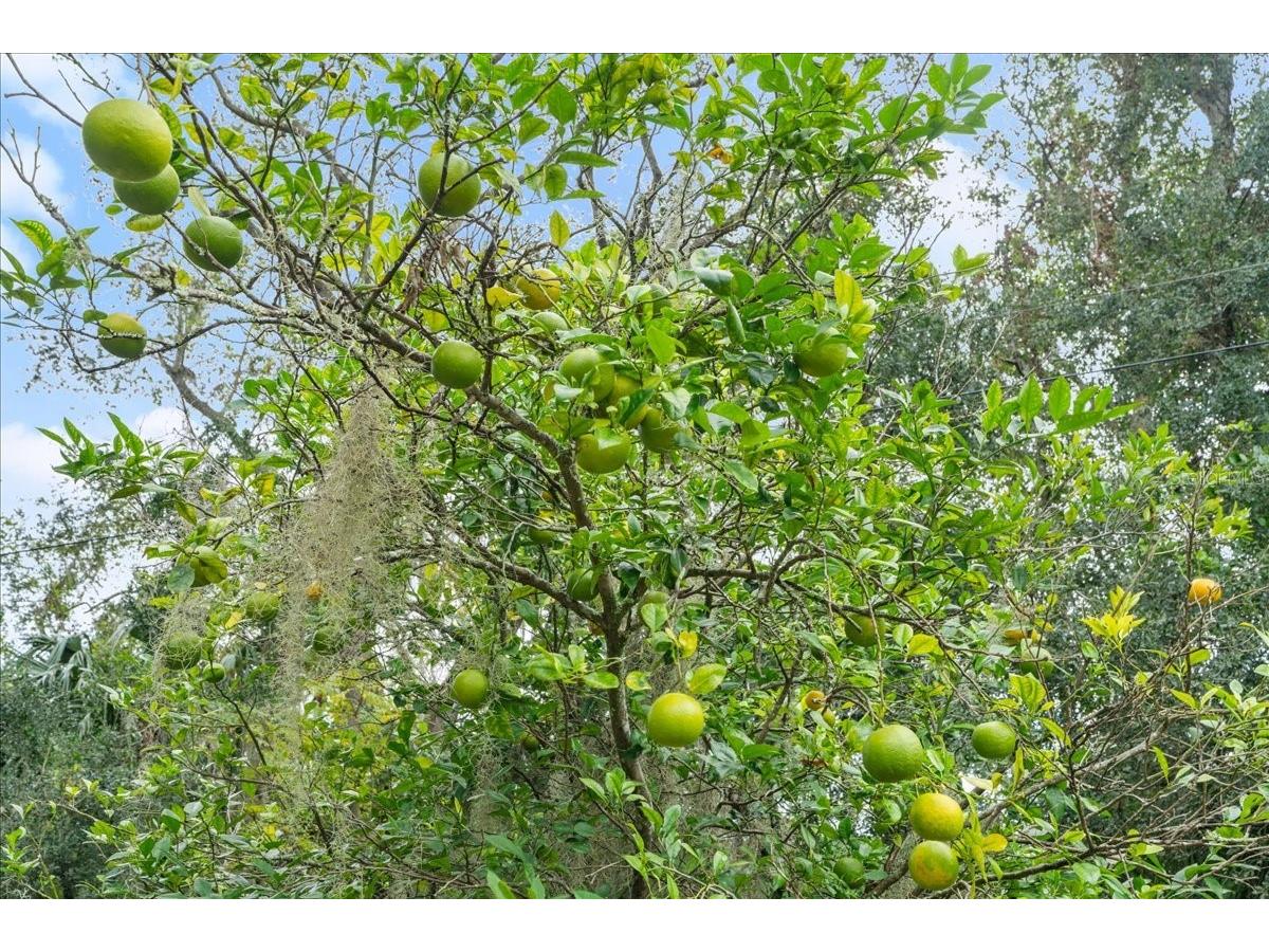 5906 John Anderson Highway Flagler Beach FL 32136 V4939815 image35