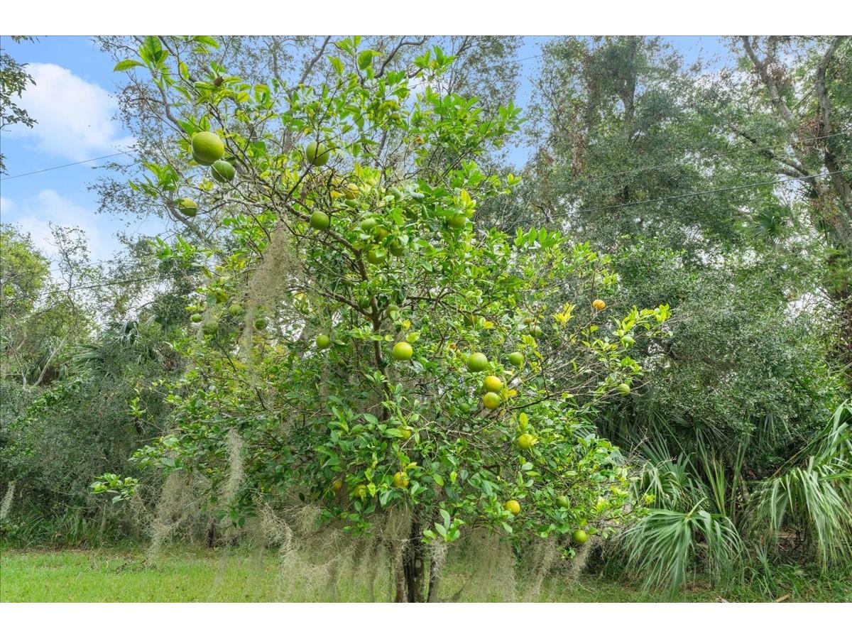 5906 John Anderson Highway Flagler Beach FL 32136 V4939815 image37