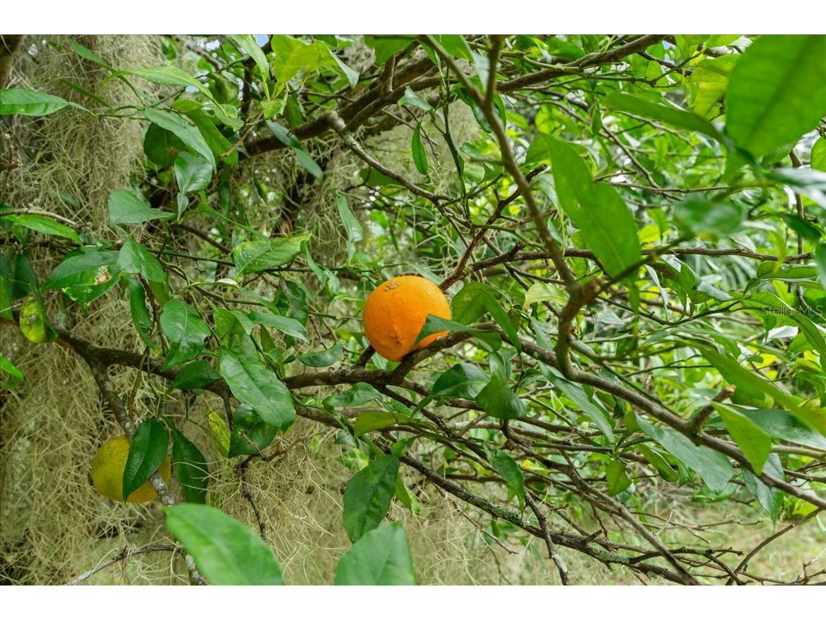 5906 John Anderson Highway Flagler Beach FL 32136 V4939815 image39