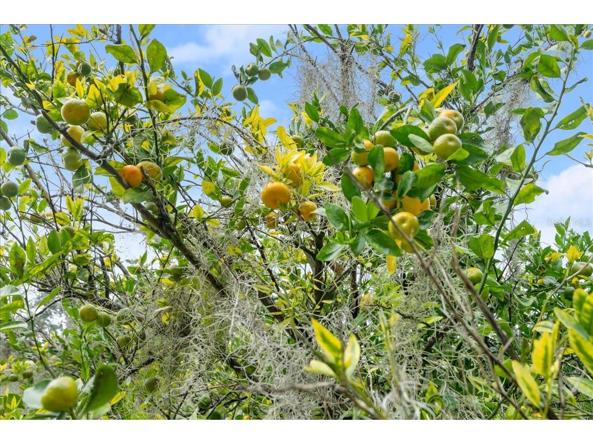 5906 John Anderson Highway Flagler Beach FL 32136 V4939815 image45