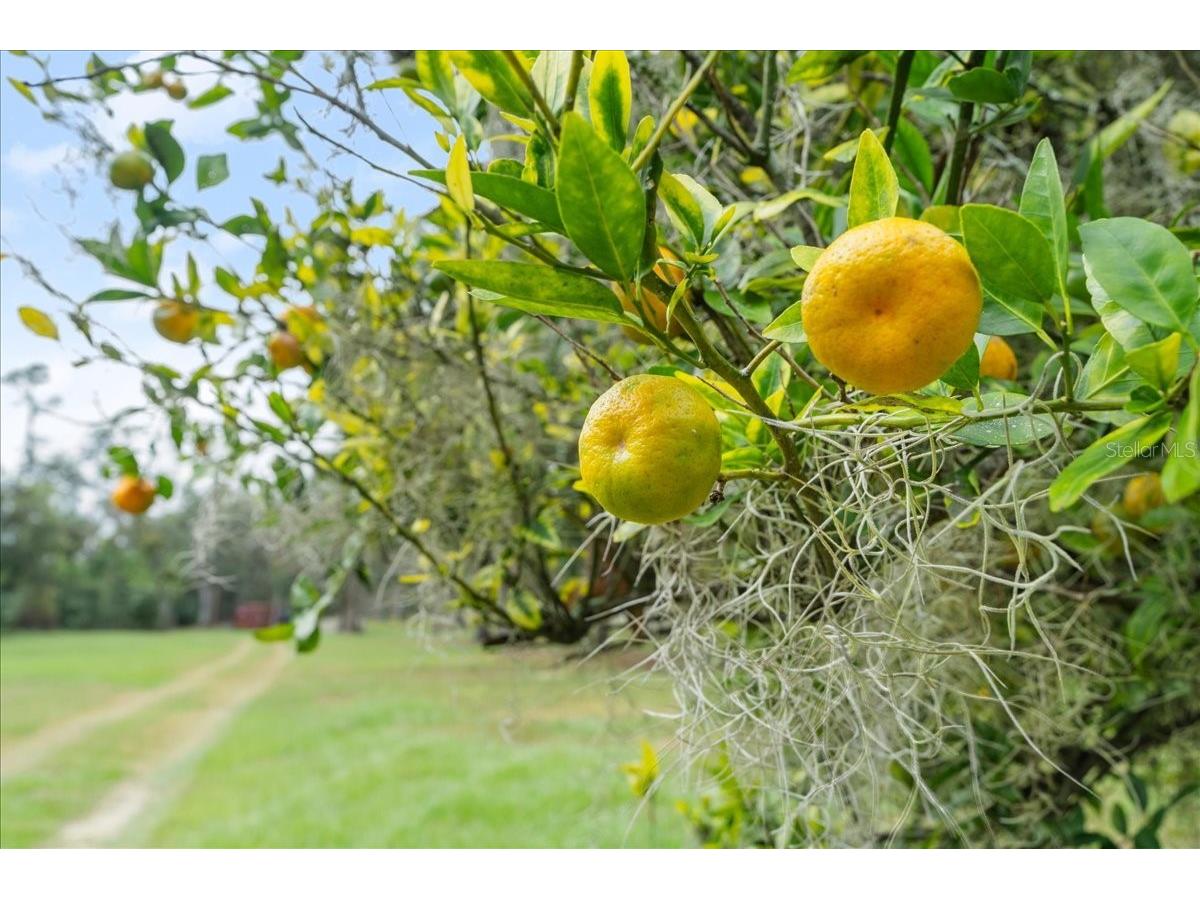 5906 John Anderson Highway Flagler Beach FL 32136 V4939815 image47