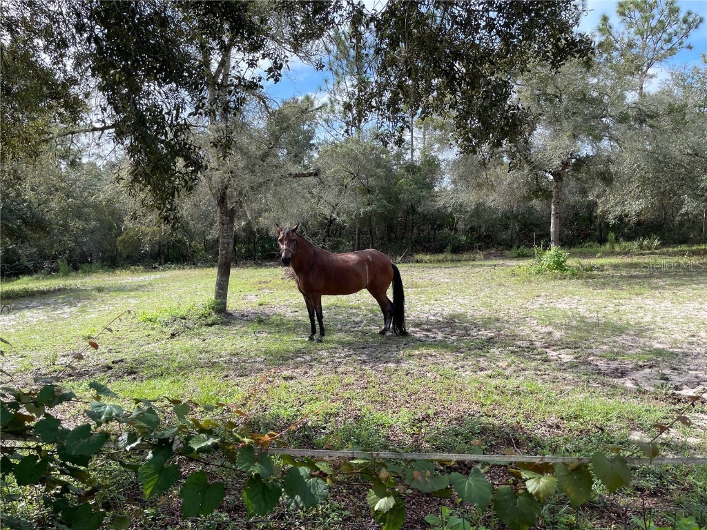 591 SE Fisher Road Ocklawaha FL 32179 OM709183 image21