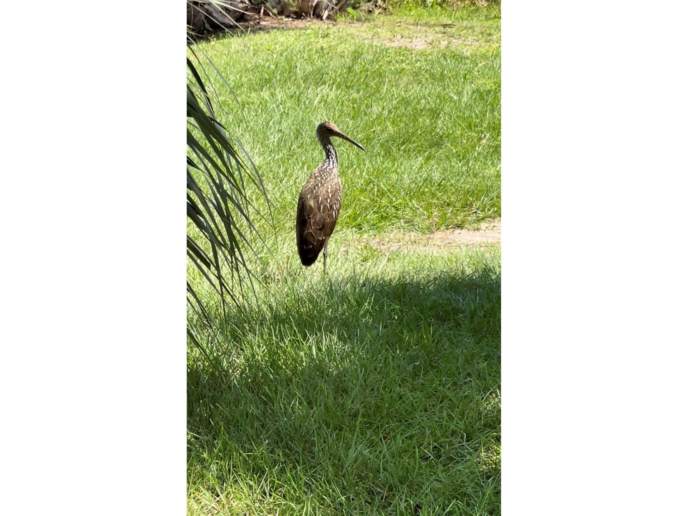 5915 Avenue F Mc Intosh FL 32664 OM714504 image51