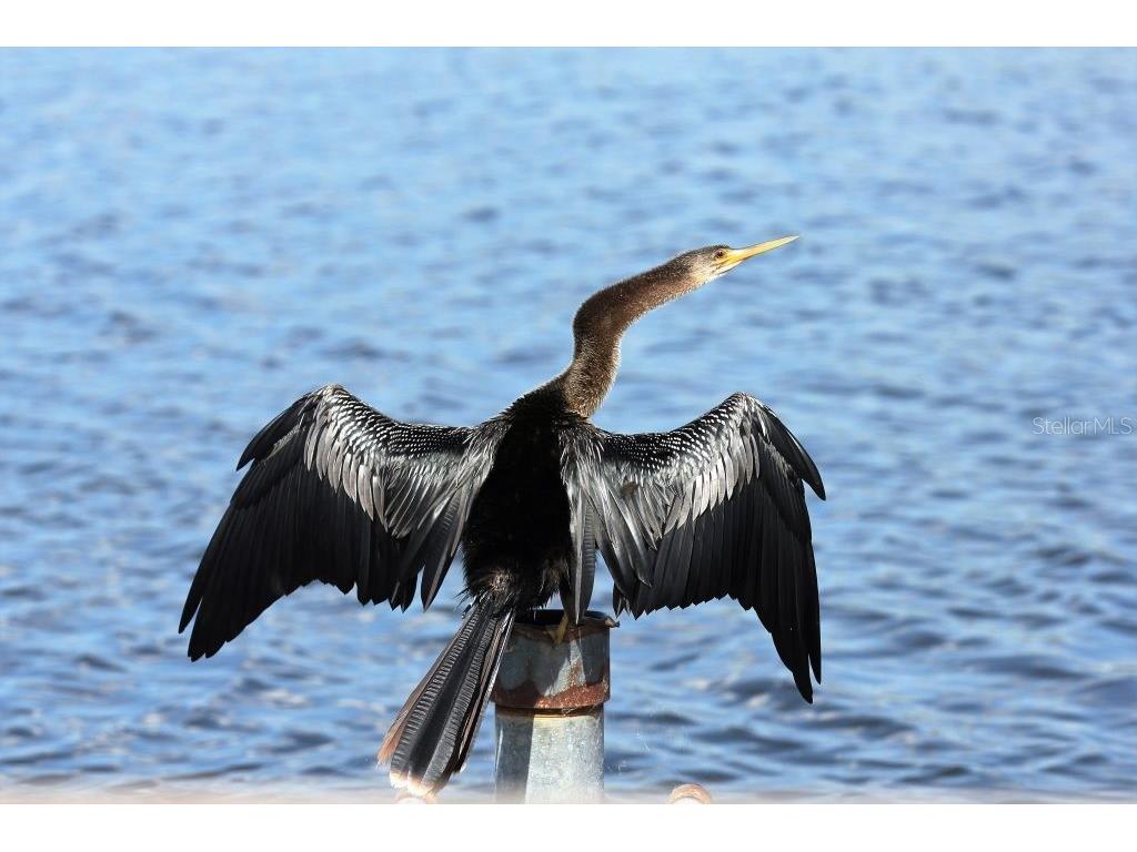 5920 N Whisper Point Hernando FL 34442 A4665488 image2