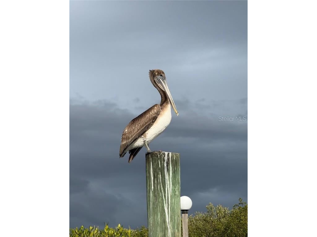 5925 Shore Boulevard S #505 Gulfport FL 33707 - BOCA CIEGA BAY TB8454297 image81