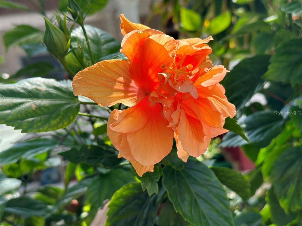 5925 Shore Boulevard S #505 Gulfport FL 33707 - BOCA CIEGA BAY TB8454297 image91