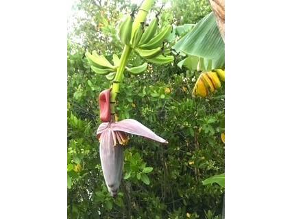 595 Denburn Court Englewood FL 34223 TB8445834 image39