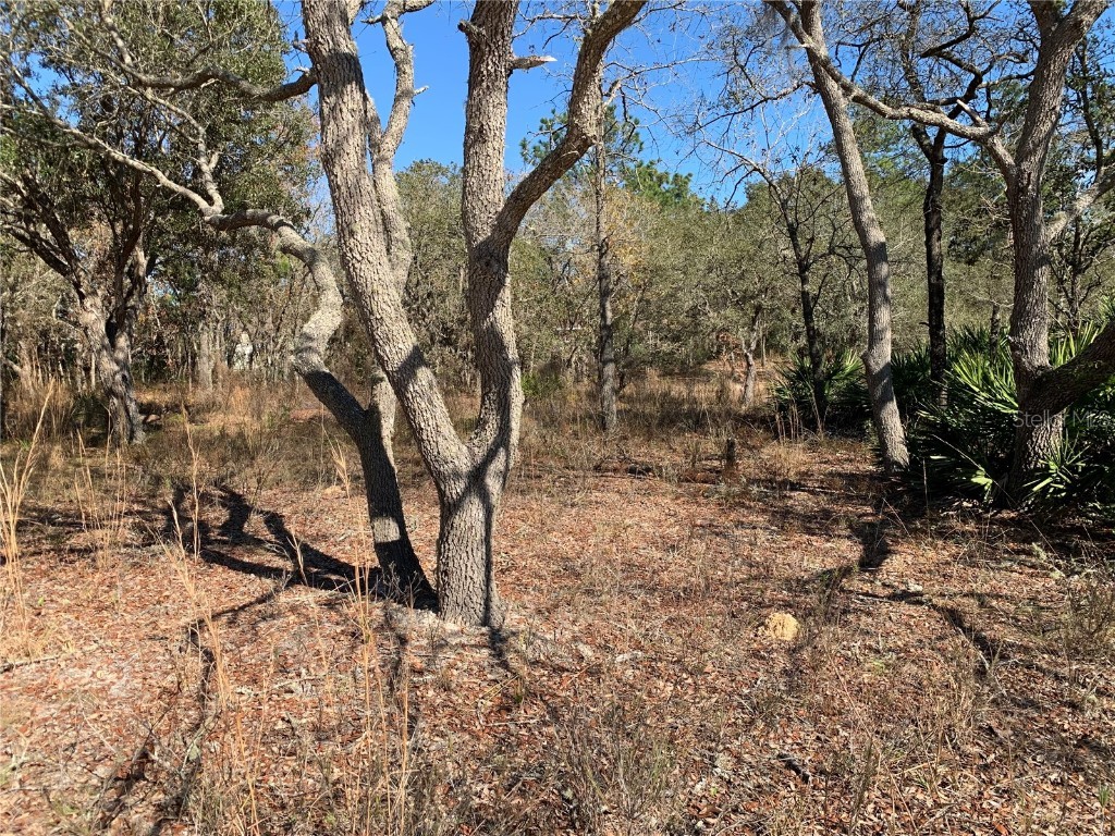 5967 N Summerfield Point Citrus Springs FL 34434 OM632308 image1