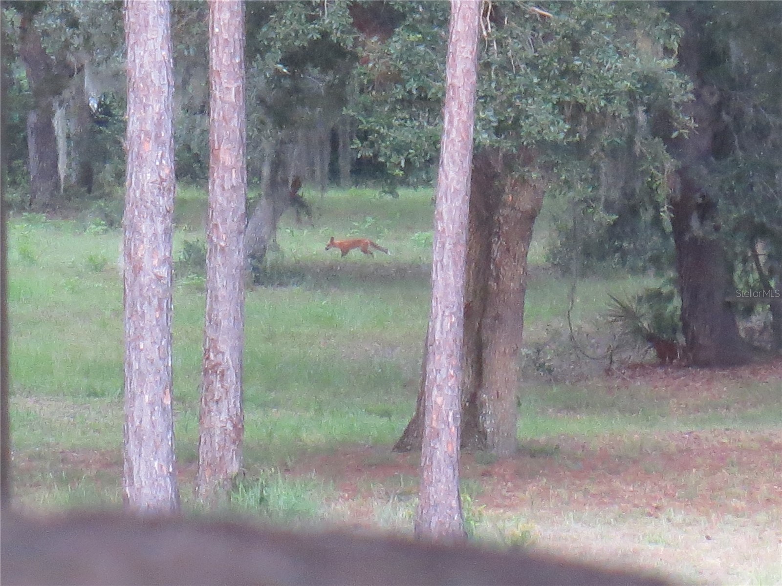 5995 SE 183rd Avenue Road Ocklawaha FL 32179 OM725783 image52