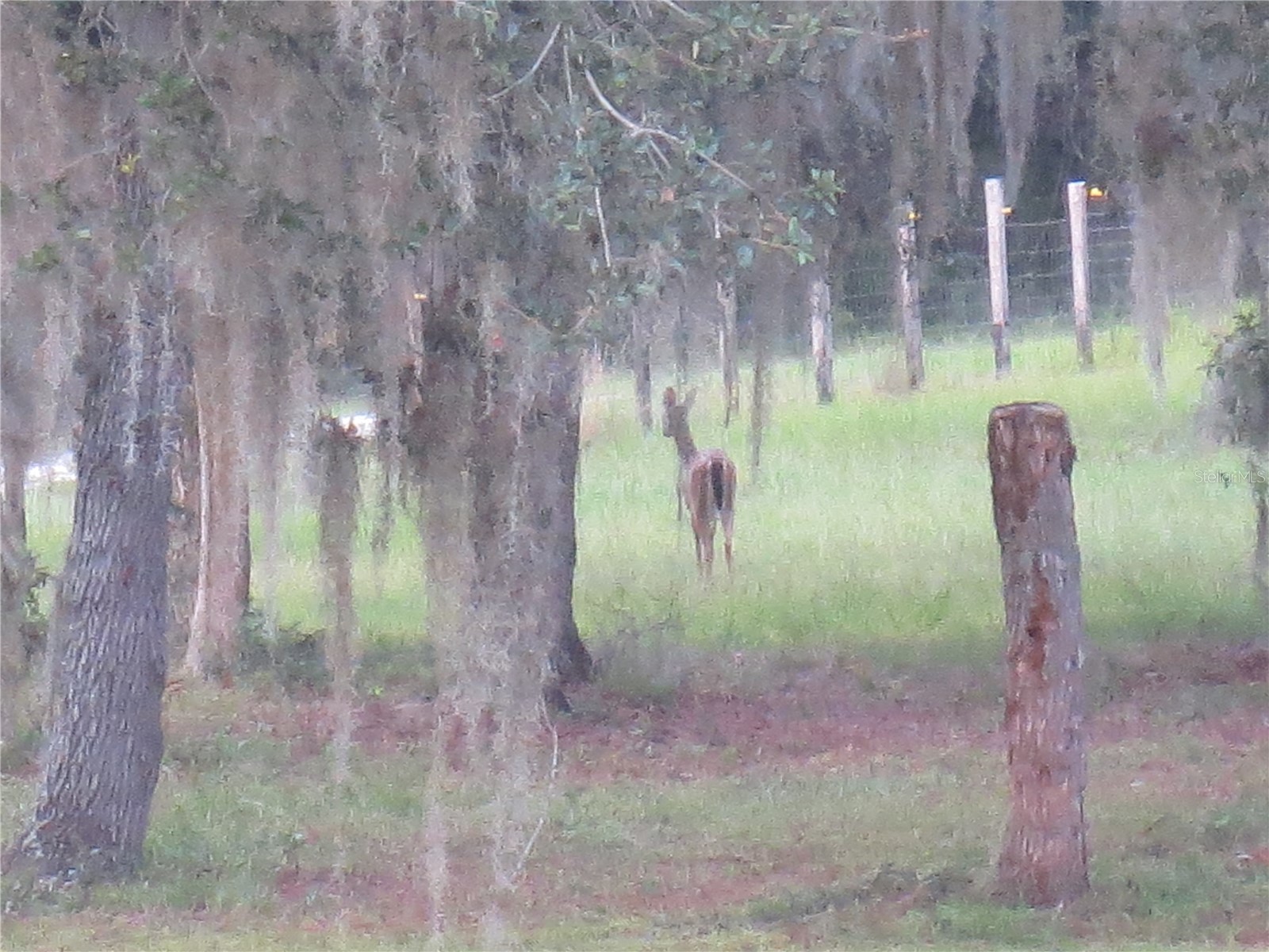 5995 SE 183rd Avenue Road Ocklawaha FL 32179 OM725783 image53