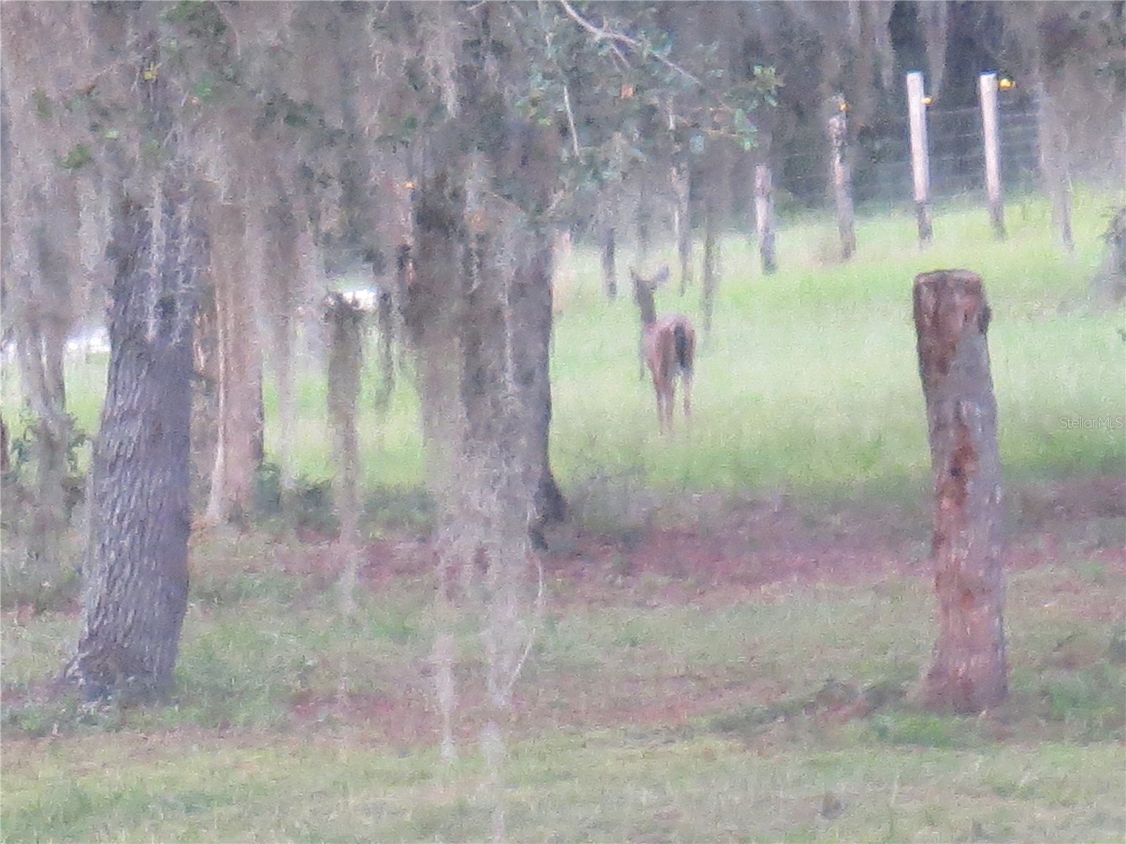 5995 SE 183rd Avenue Road Ocklawaha FL 32179 OM725783 image54