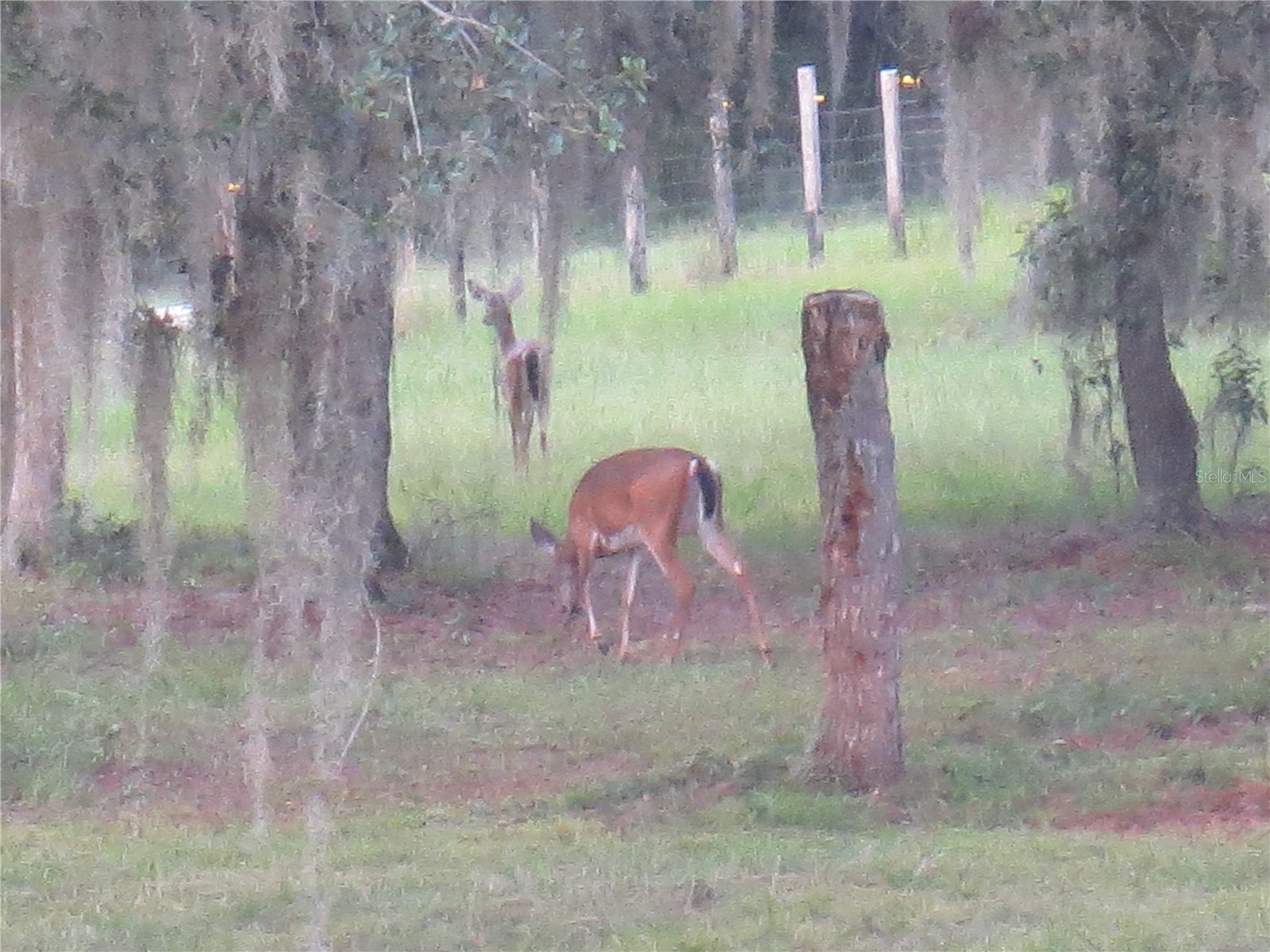 5995 SE 183rd Avenue Road Ocklawaha FL 32179 OM725783 image55
