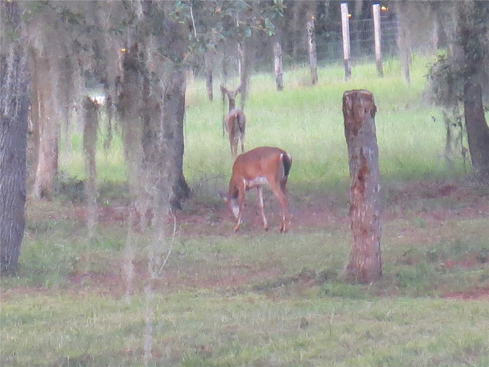 5995 SE 183rd Avenue Road Ocklawaha FL 32179 OM725783 image56