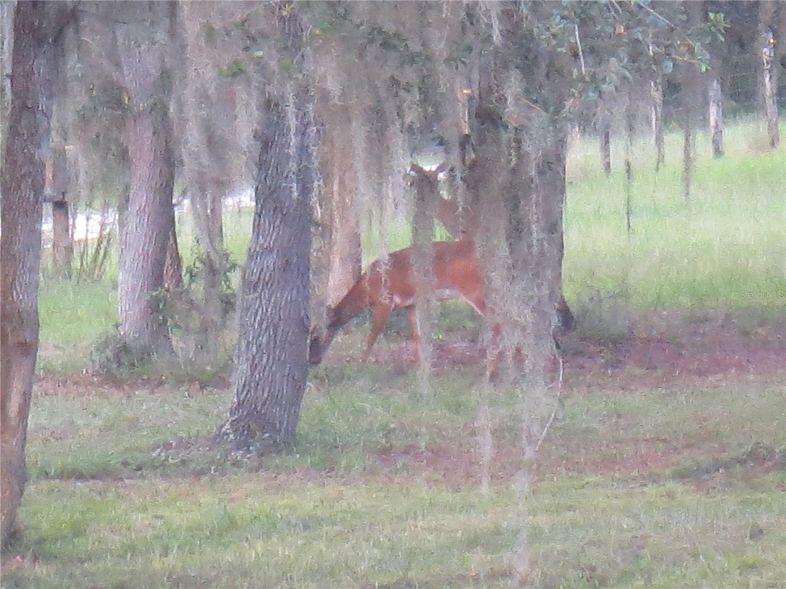 5995 SE 183rd Avenue Road Ocklawaha FL 32179 OM725783 image57