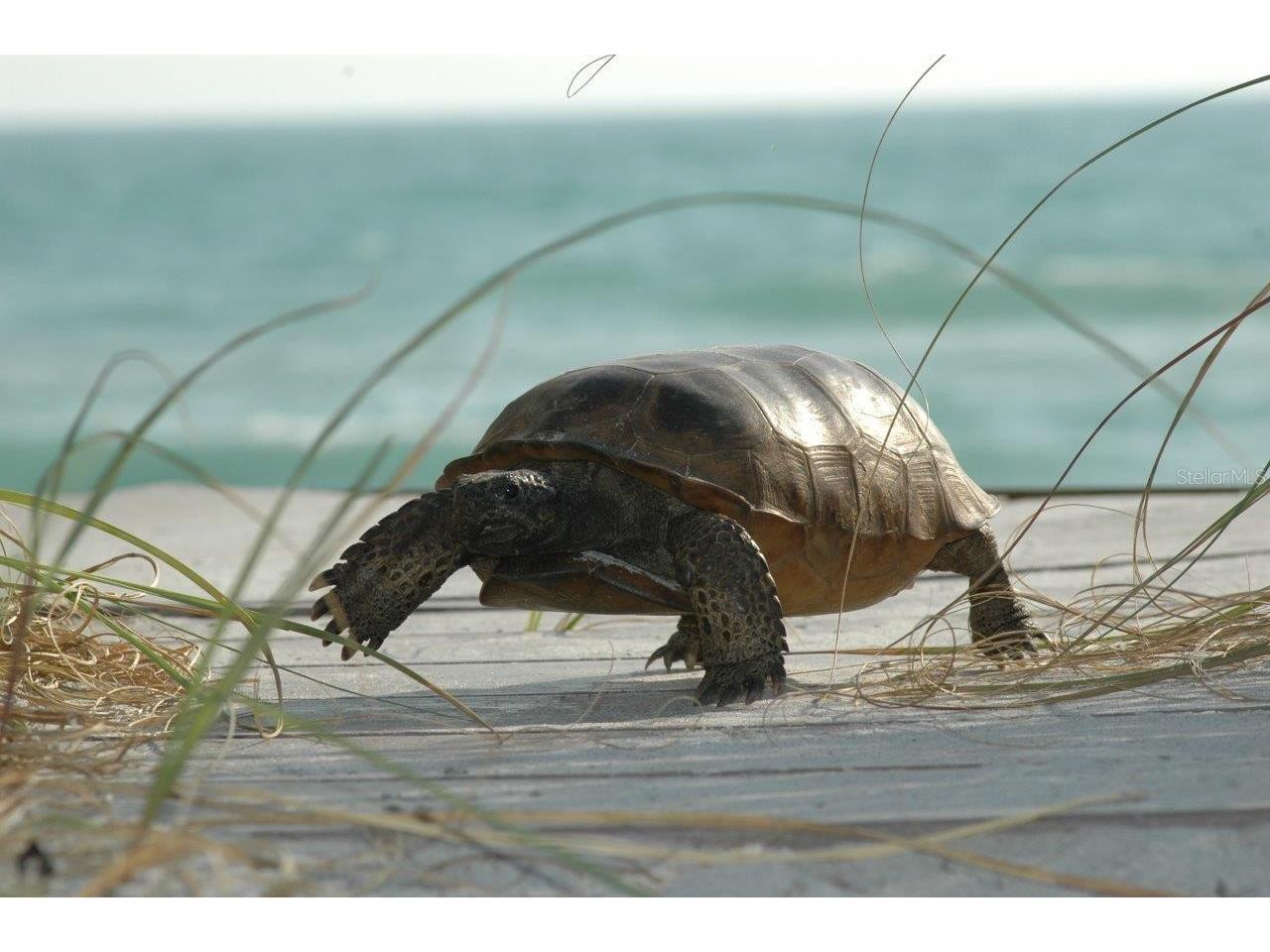 6 Point Way Placida FL 33946 - LEMON BAY AND INTRACOASTAL D6145627 image17