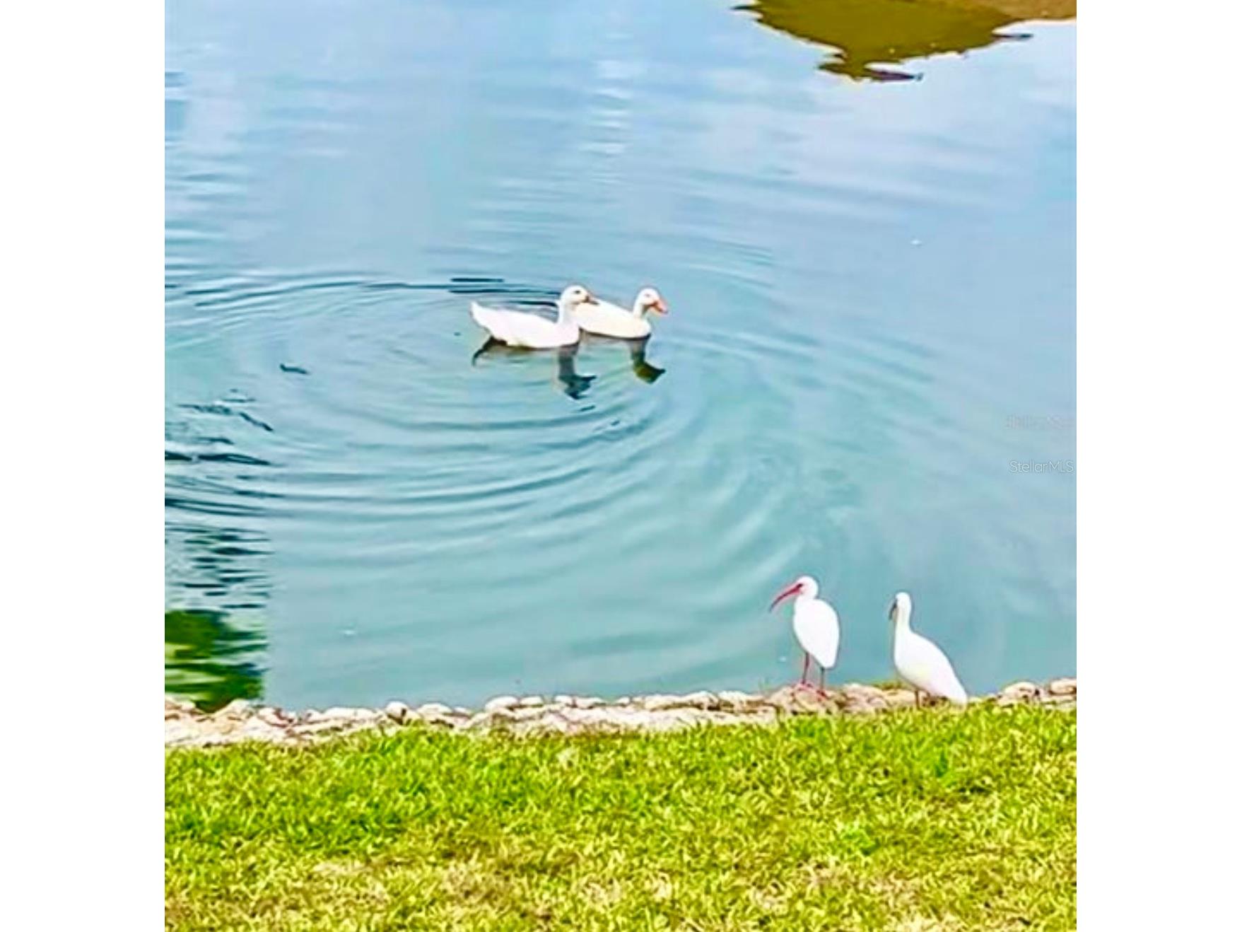 6 Salisbury Court #6 Palm Coast FL 32137 FC317160 image52