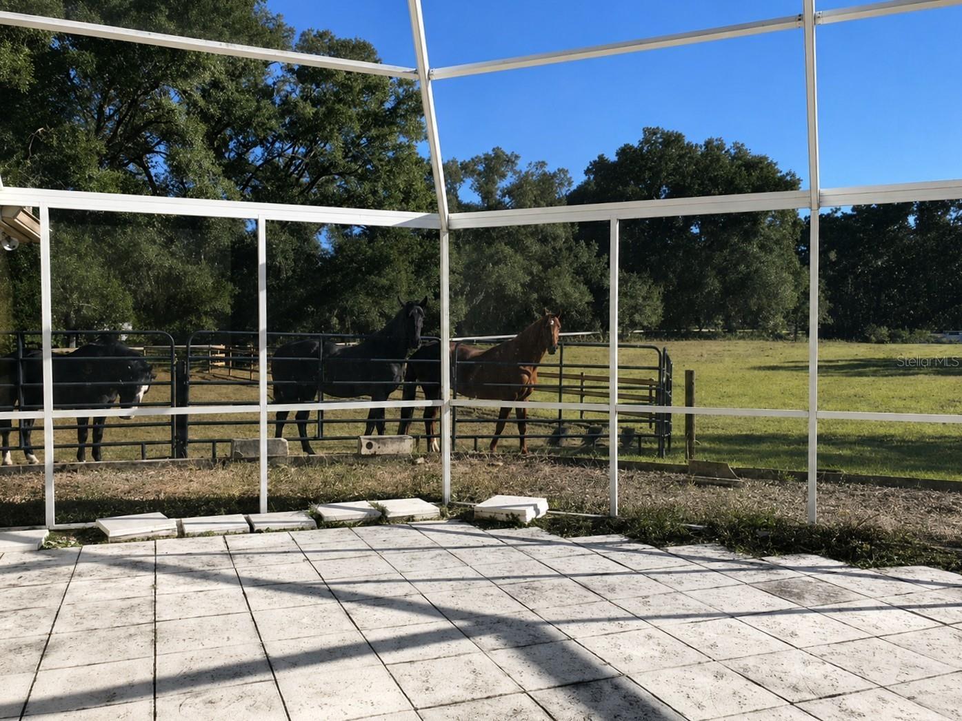 6 Wintergreen Way Ocala FL 34482 OM726286 image23