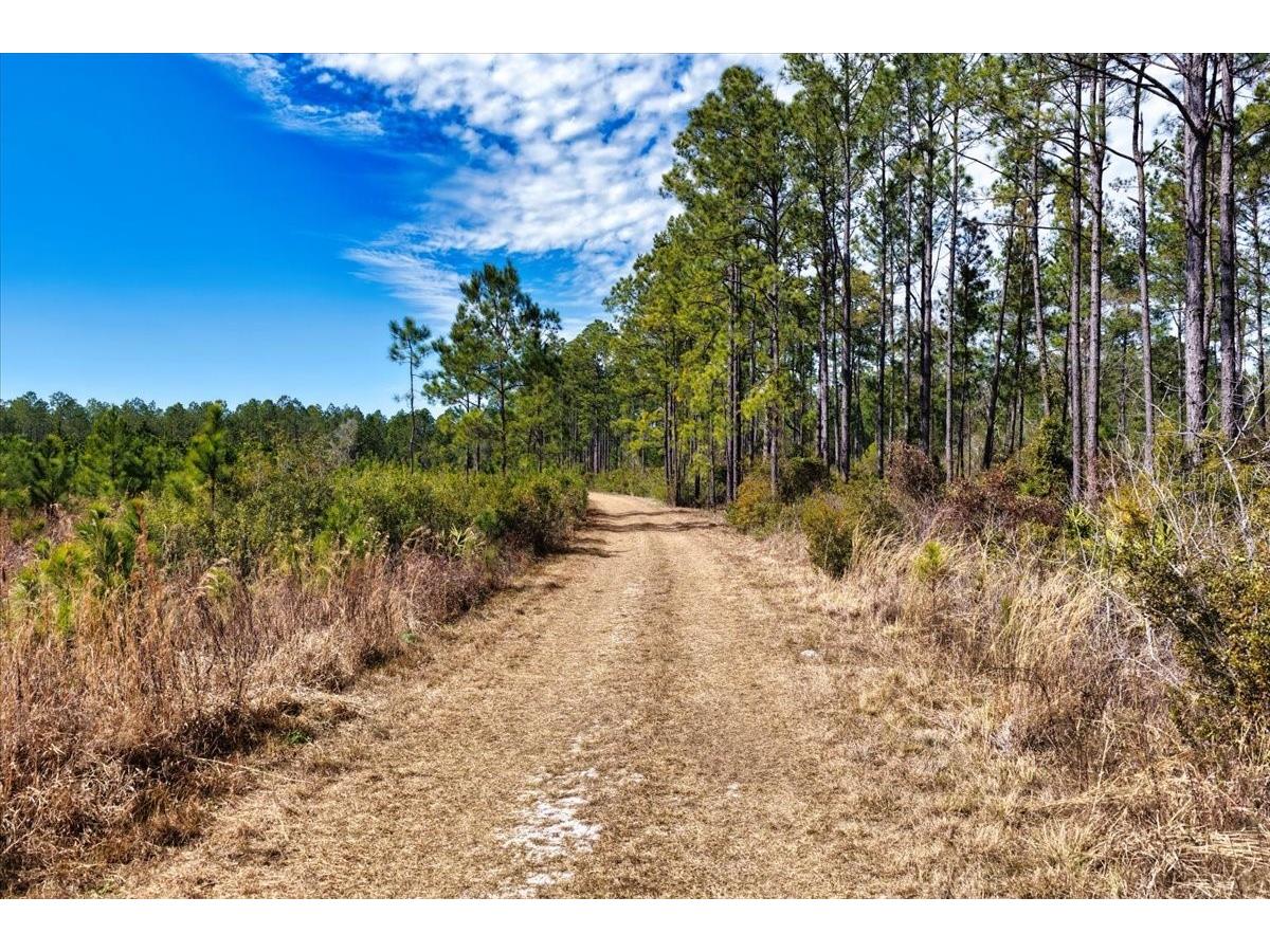 60 Acres NW Clyatt Road Chiefland FL 32626 OM718503 image12