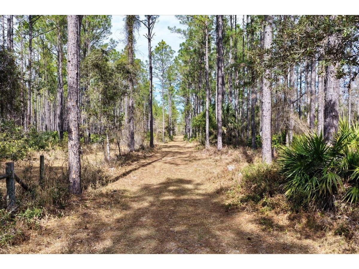 60 Acres NW Clyatt Road Chiefland FL 32626 OM718503 image3