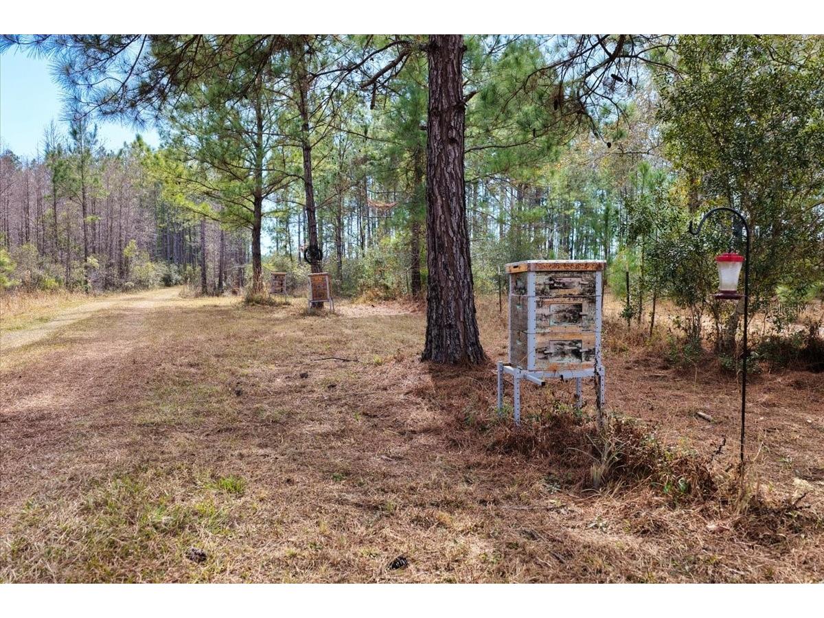 60 Acres NW Clyatt Road Chiefland FL 32626 OM718503 image5