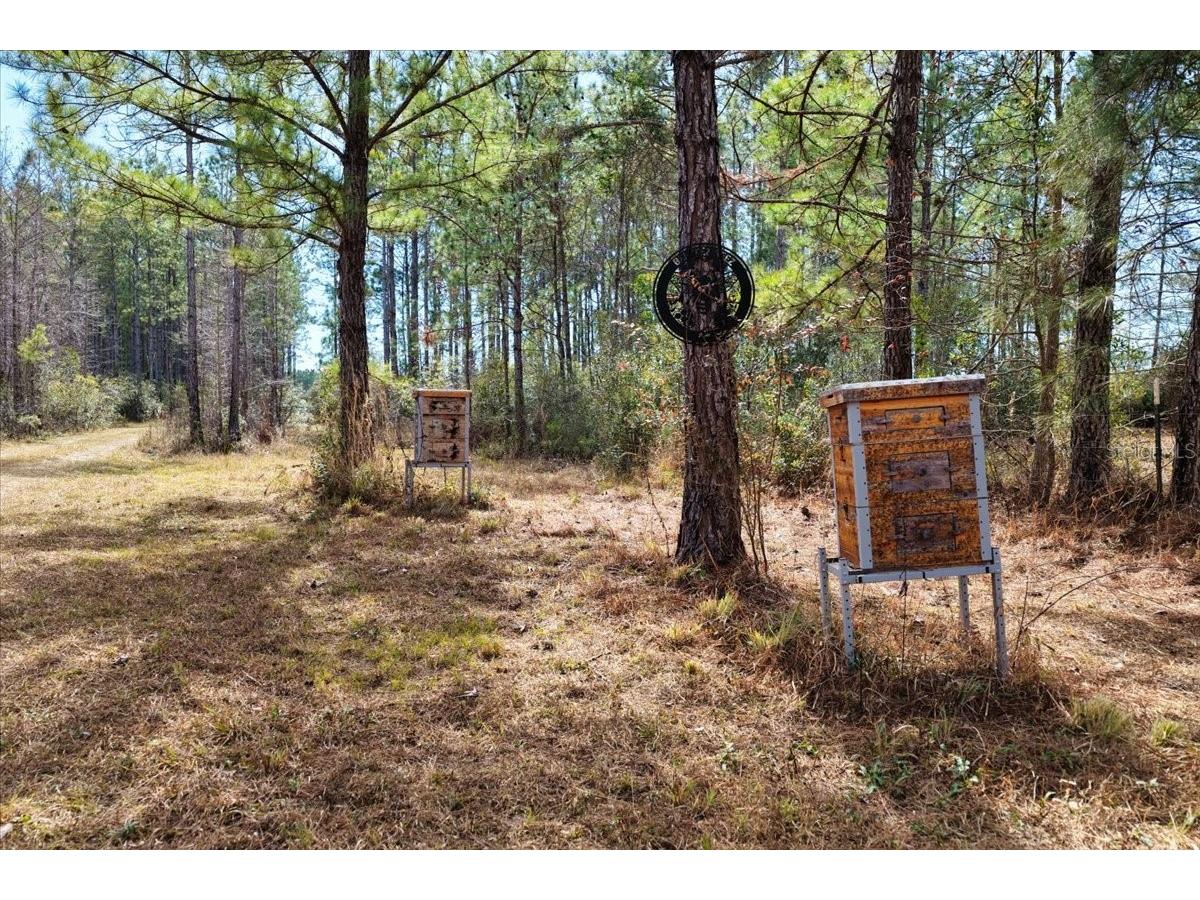 60 Acres NW Clyatt Road Chiefland FL 32626 OM718503 image6