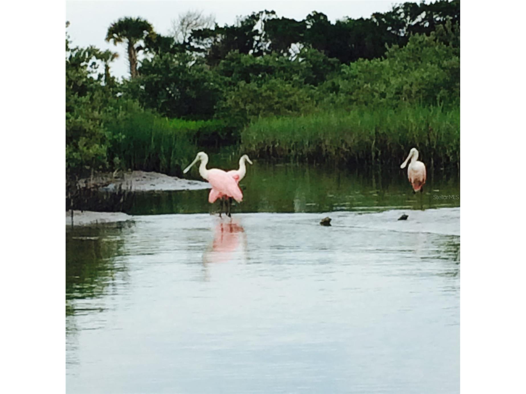 60 Surfview Drive #206 Palm Coast FL 32137 FC319285 image45
