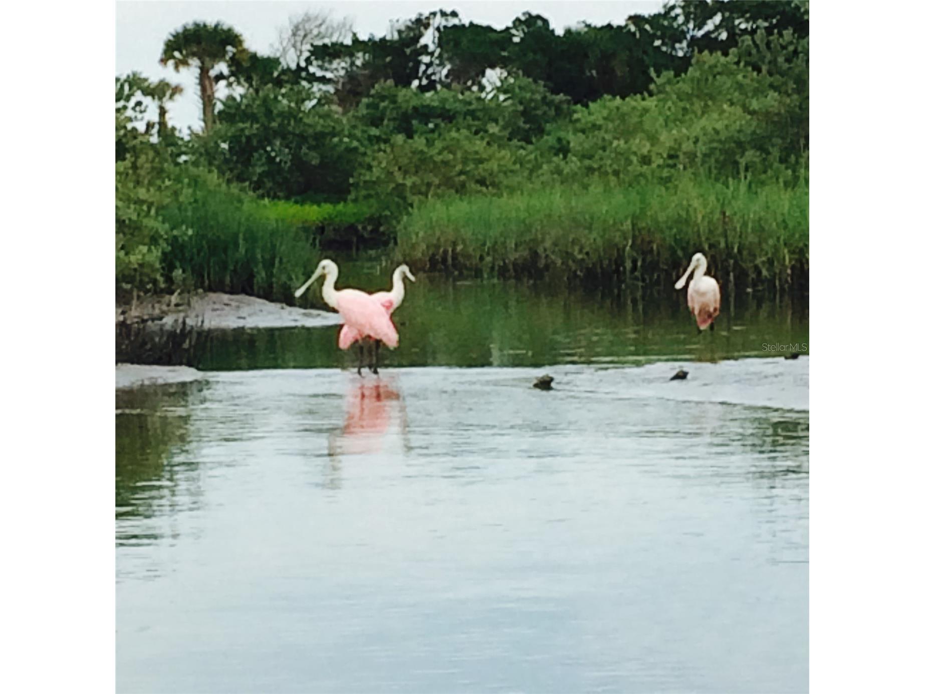 60 Surfview Drive #206 Palm Coast FL 32137 FC319285 image56