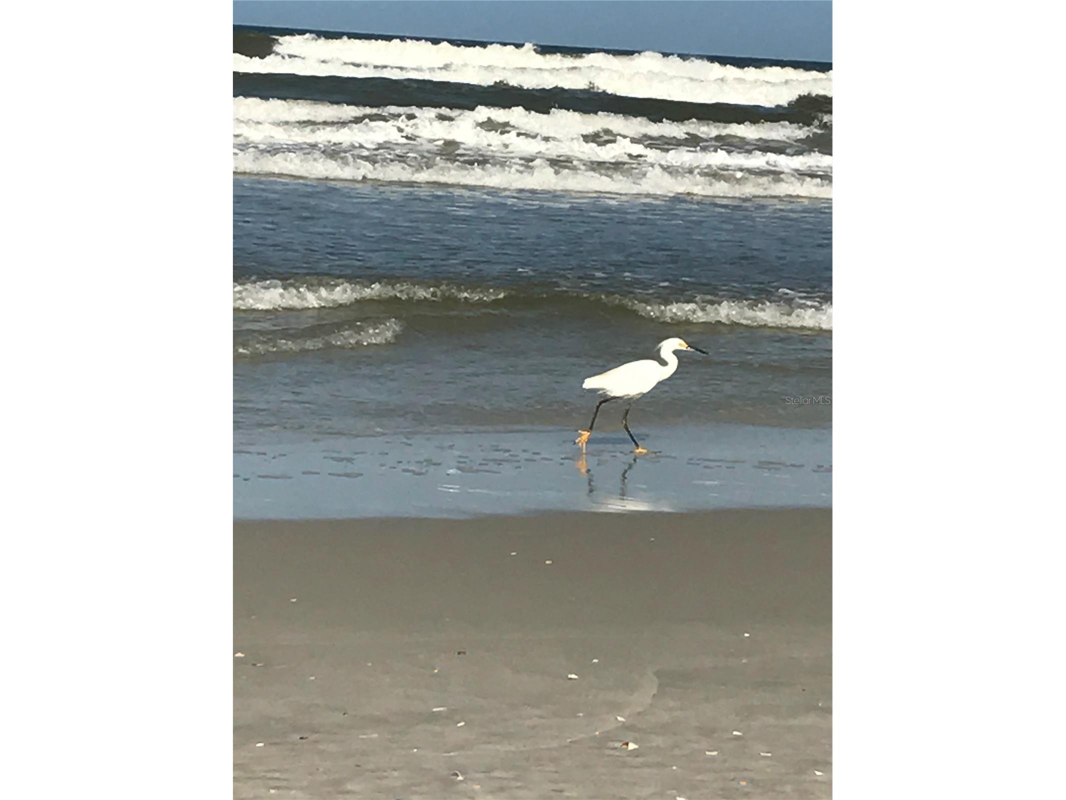 600 Cinnamon Beach Way #531 Palm Coast FL 32137 - ATLANTIC OCEAN FC316744 image65