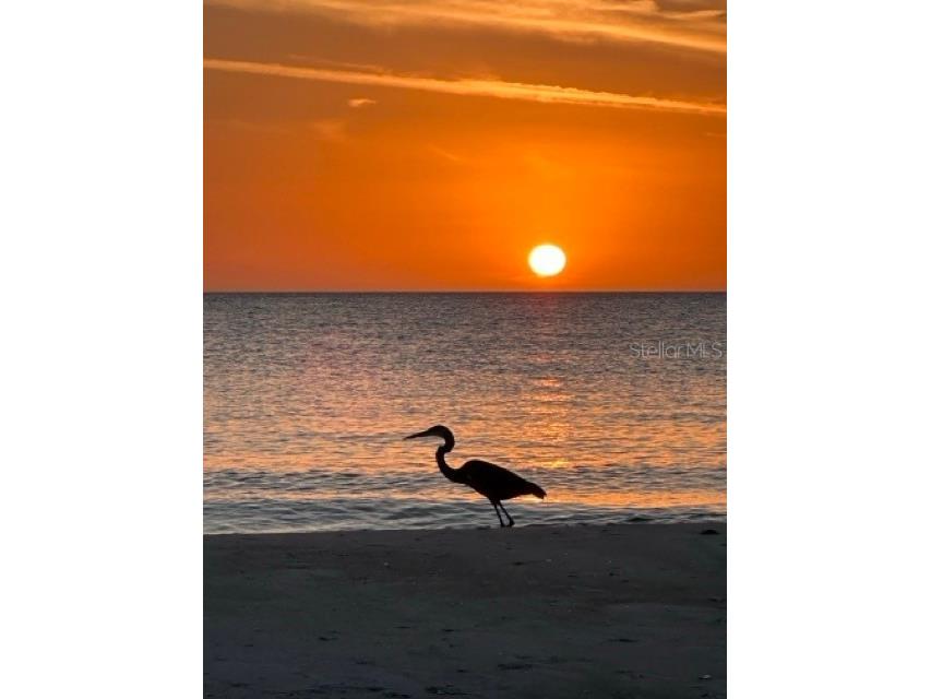 600 Jungle Queen Way Longboat Key FL 34228 TB8476883 image11