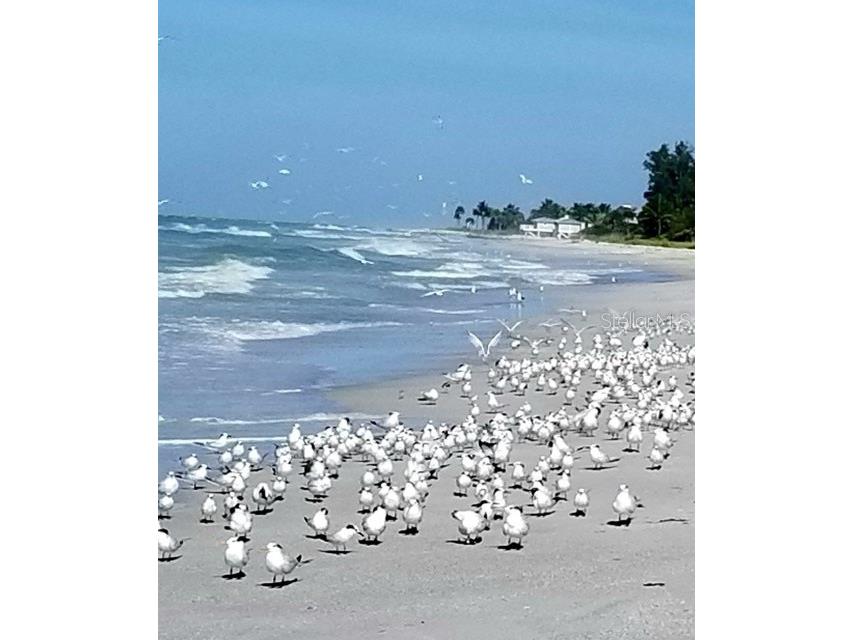 600 Jungle Queen Way Longboat Key FL 34228 TB8476883 image12