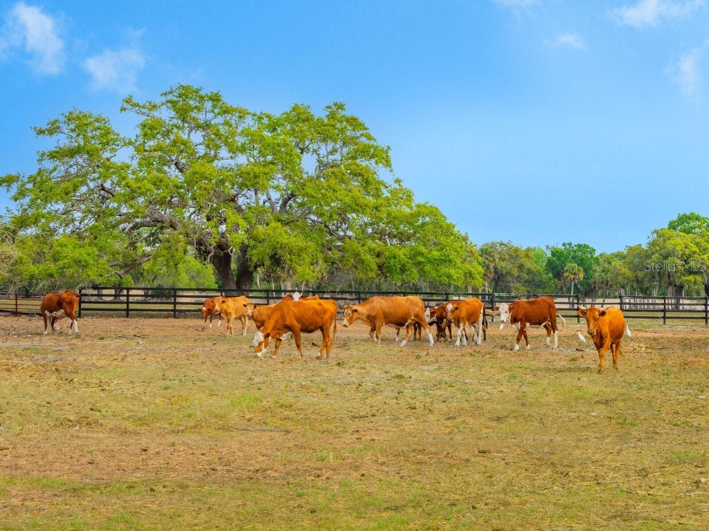 600 N Jackson Road Venice FL 34292 - BLACKBURN CANAL/CURRY CREEK A4660187 image30