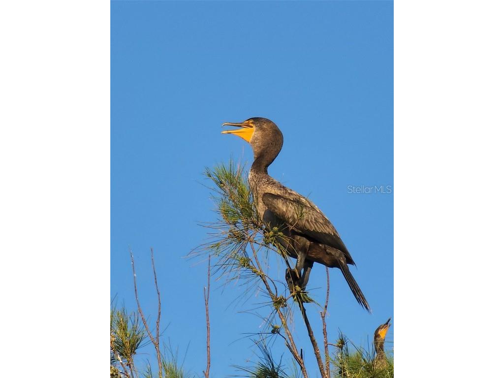 6009 Sea Ranch Drive #306 Hudson FL 34667 - GULF OF AMERICA S5138957 image69