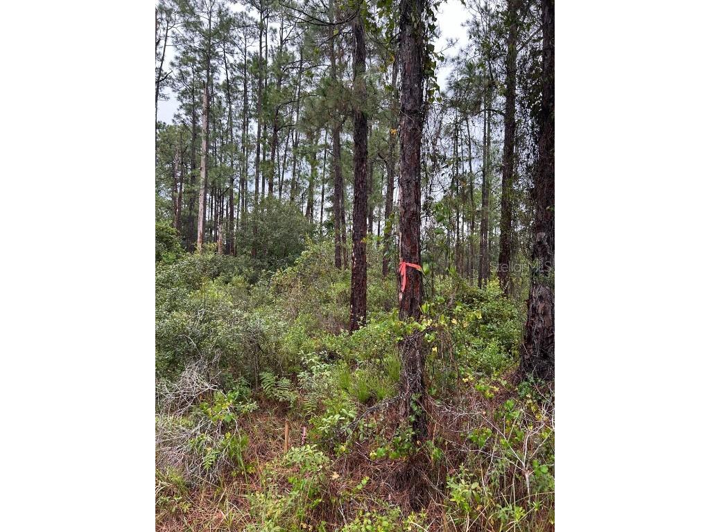 6015 Tena Avenue N Lehigh Acres FL 33971 TB8426511 image3