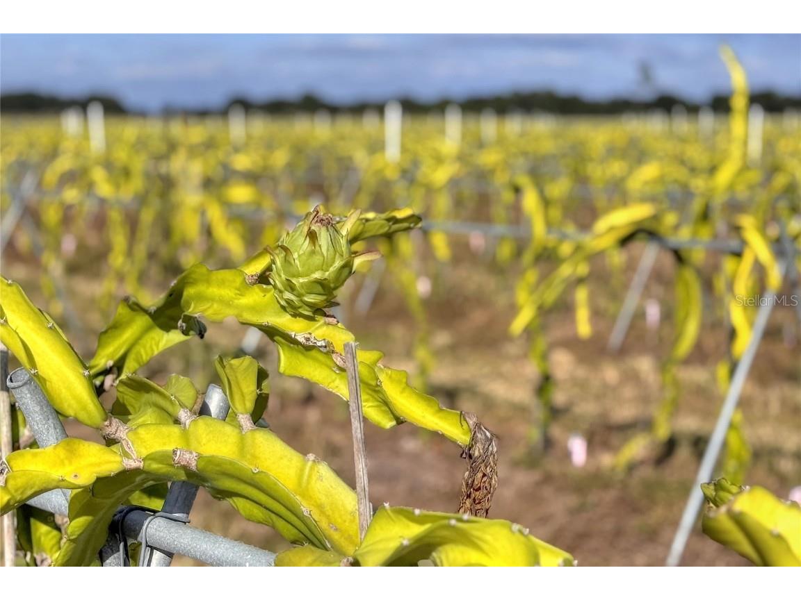 6018 NW County Road 661a Arcadia FL 34266 TB8450217 image64