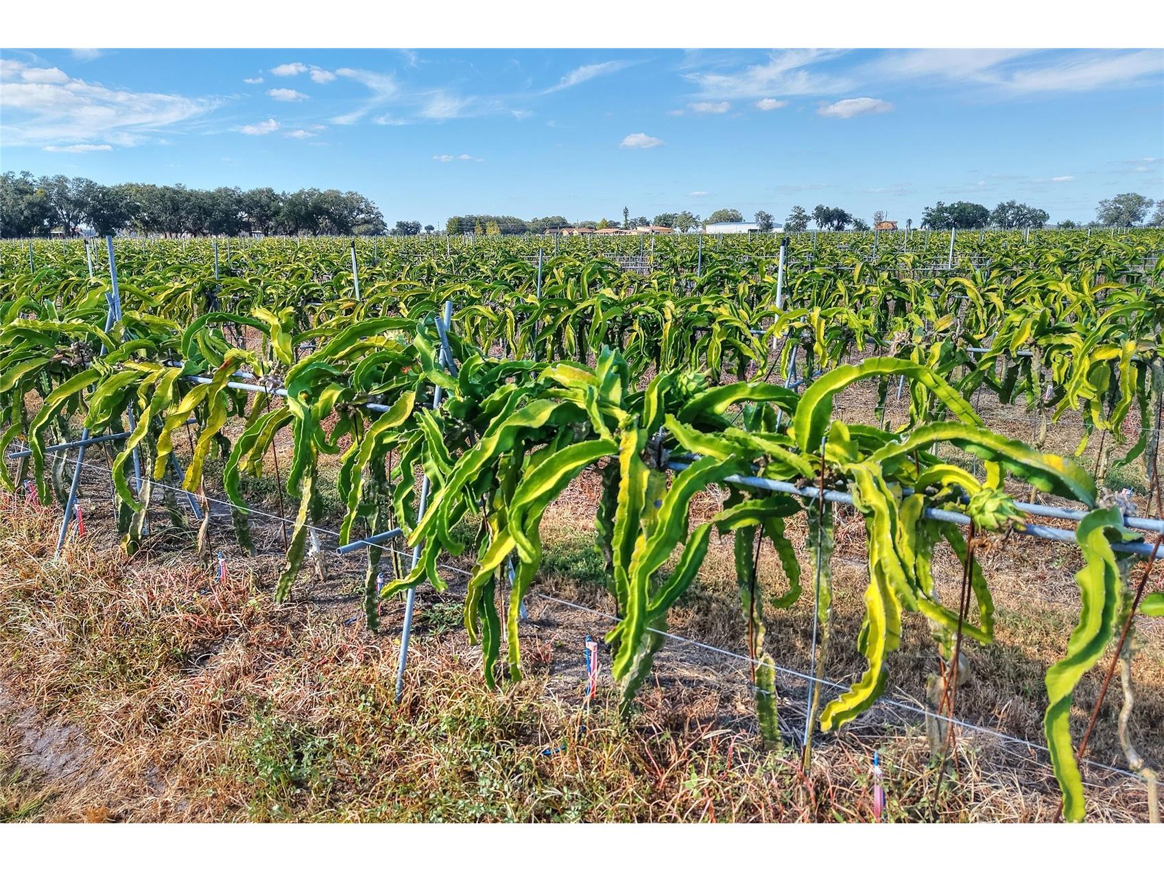 6018 NW County Road 661a Arcadia FL 34266 TB8463525 image94