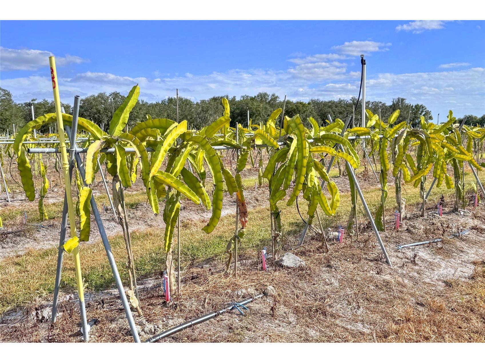 6018 NW County Road 661a Arcadia FL 34266 TB8463525 image96