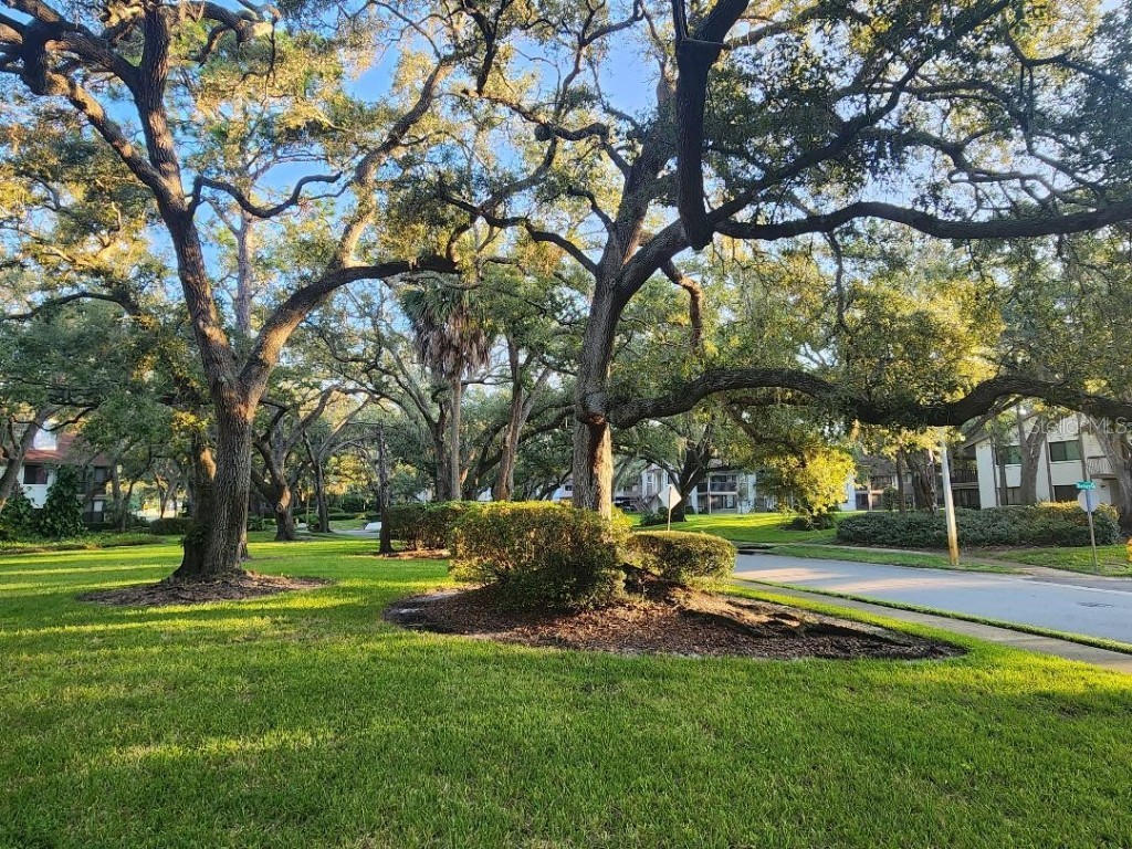 603 Baldwin Avenue #B Safety Harbor FL 34695 TB8424730 image22