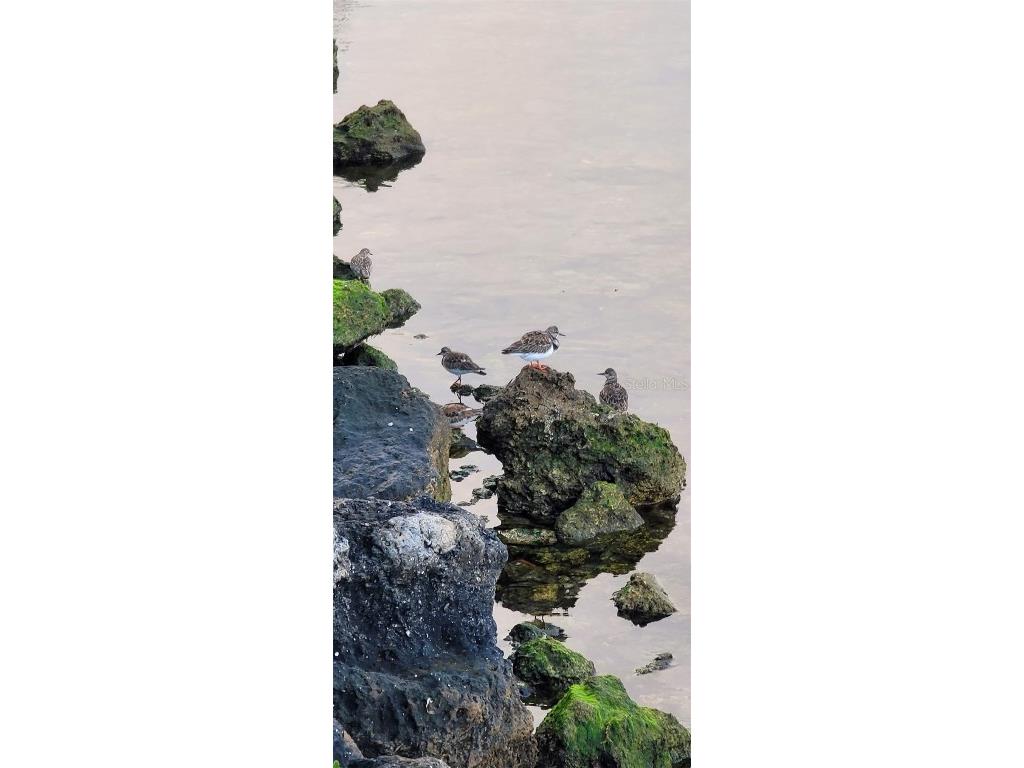 6035 Sea Ranch Drive #410 Hudson FL 34667 - GULF OF AMERICA S5135999 image55