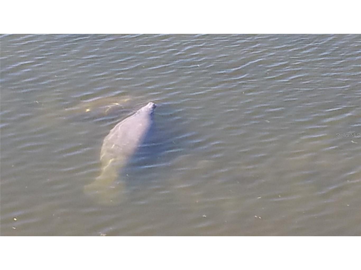 6035 Sea Ranch Drive #901 Hudson FL 34667 - GULF OF MEXICO S5118036 image37